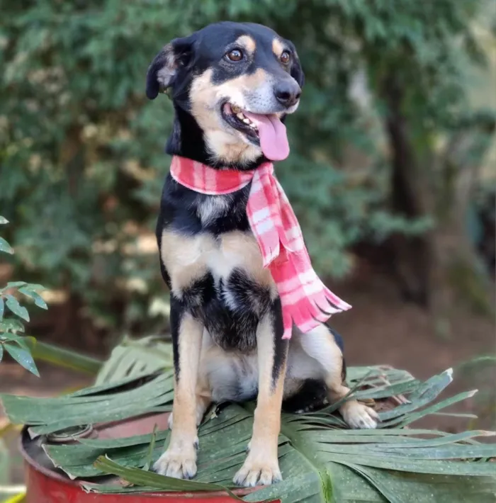Cachorro ra a srd idade 4 anos nome SARABI