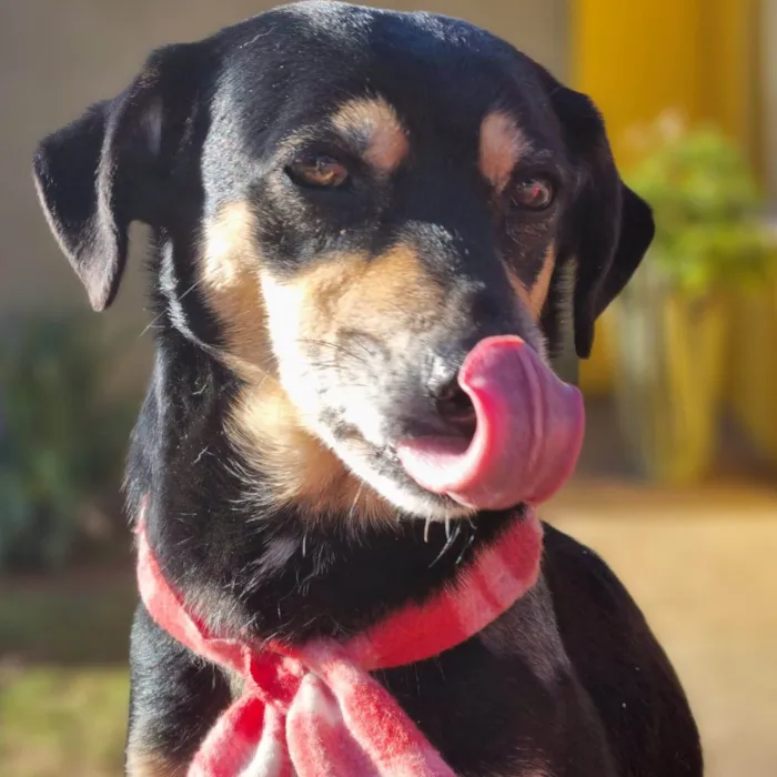Cachorro ra a srd idade 4 anos nome SARABI