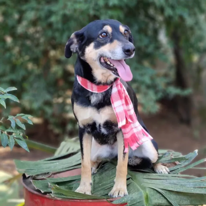 Cachorro ra a srd idade 4 anos nome SARABI