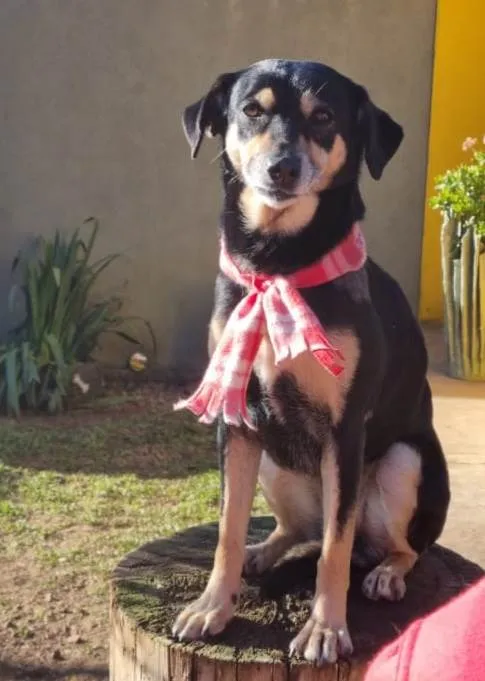 Cachorro ra a srd idade 4 anos nome SARABI
