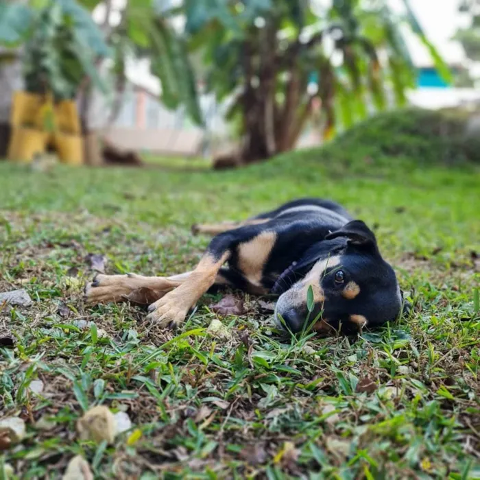 Cachorro ra a srd idade 4 anos nome SARABI