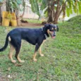 SARABI