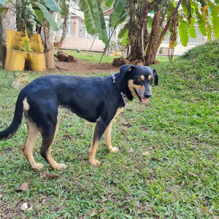 Cachorro ra a srd idade 4 anos nome SARABI