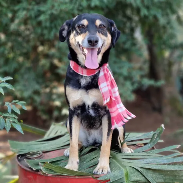 Cachorro ra a srd idade 4 anos nome SARABI