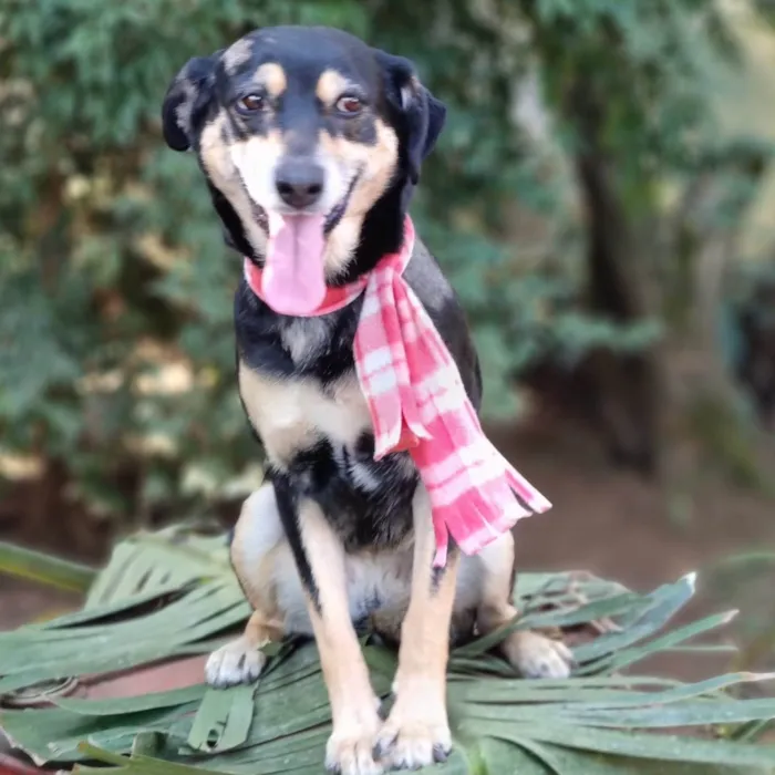 Cachorro ra a srd idade 4 anos nome SARABI