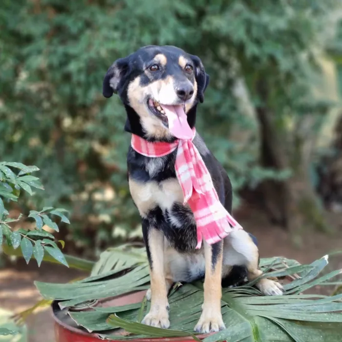 Cachorro ra a srd idade 4 anos nome SARABI