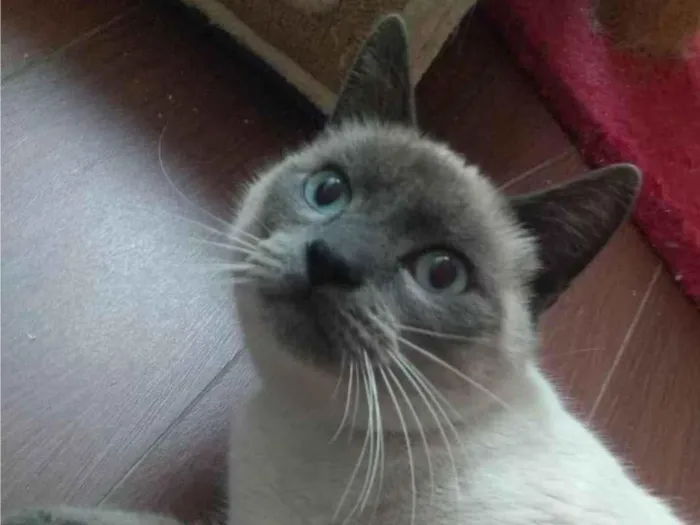 Gato ra a SRD-ViraLata idade 7 a 11 meses nome GRAY