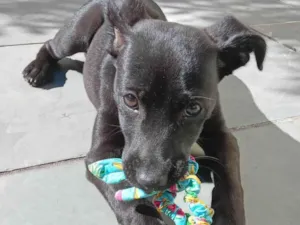Cachorro raça SRD idade 2 a 6 meses nome AMORA