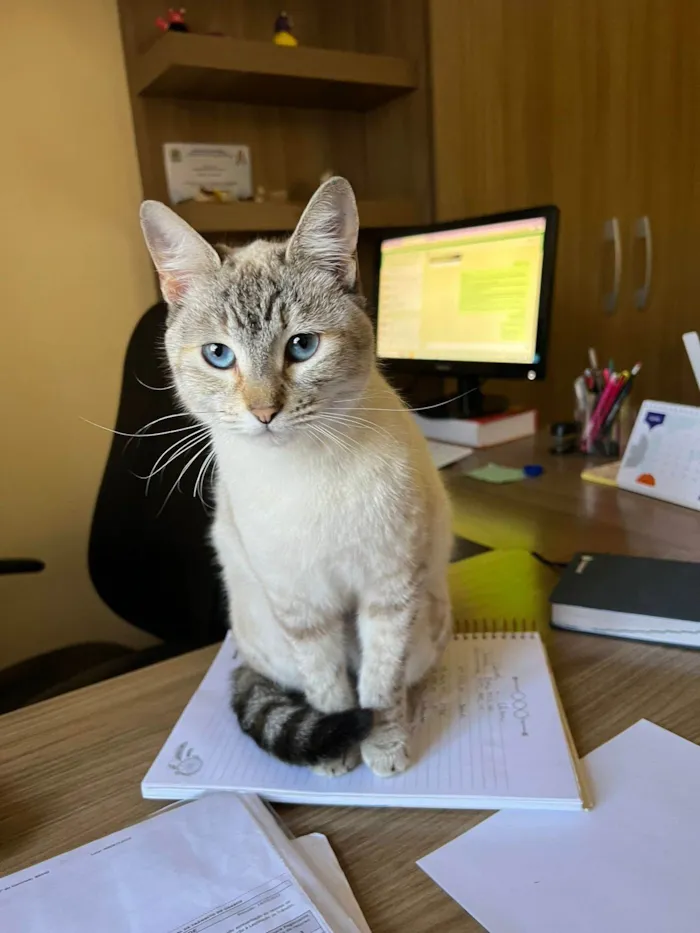 Gato raça SRD-ViraLata idade 7 a 11 meses nome Serena