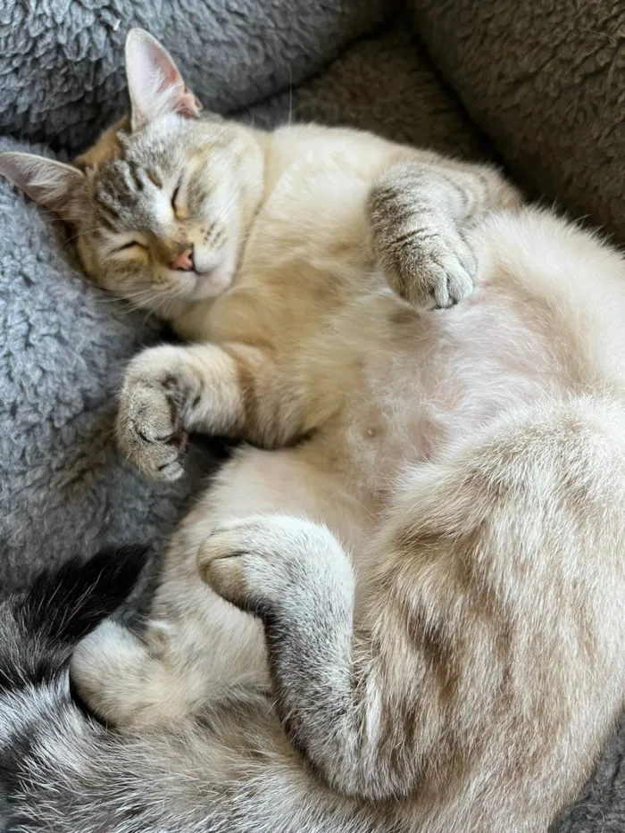 Gato raça SRD-ViraLata idade 7 a 11 meses nome Serena