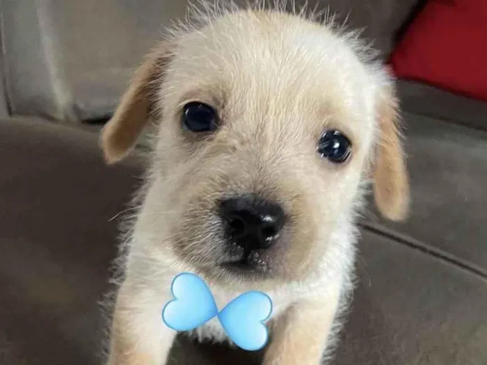 Cachorro ra a Mestico  idade 2 a 6 meses nome Bob 