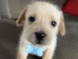 Bob