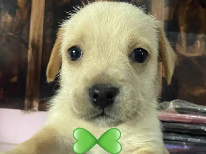 Cachorro ra a Mestico  idade 2 a 6 meses nome Marley 