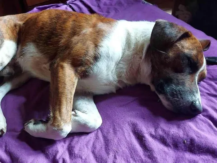 Cachorro ra a SRD-ViraLata idade 2 anos nome Tupi