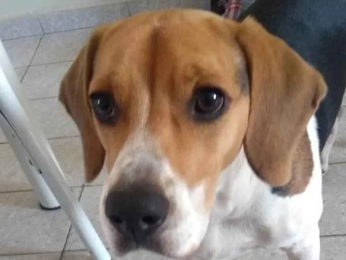 Cachorro ra a Beagle idade 1 ano nome Duck