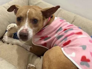 Cachorro raça Pit-Bull idade 4 anos nome Glória 