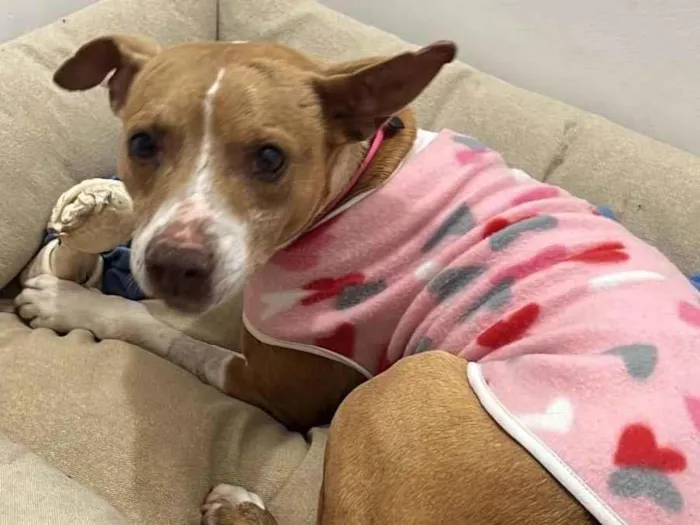 Cachorro ra a Pit-Bull idade 4 anos nome Glória 