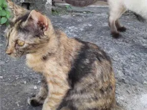 Gato raça Srd idade 2 a 6 meses nome Escaminha 
