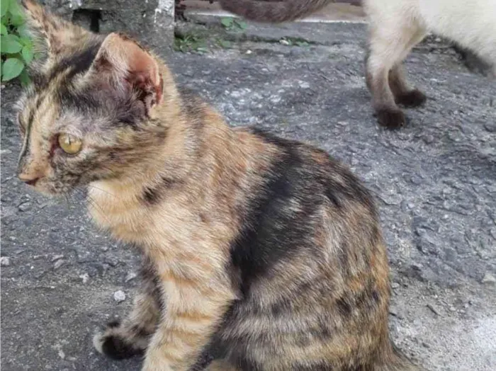 Gato ra a Srd idade 2 a 6 meses nome Escaminha 