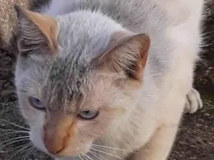 Gato raça Srd idade 1 ano nome Gata