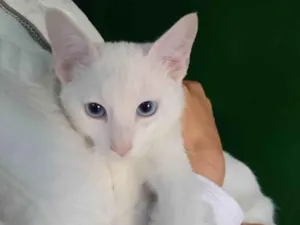 Gato raça Srd idade 2 a 6 meses nome Milk