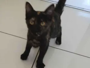 Gato raça SRD-ViraLata idade 2 a 6 meses nome Sem nome
