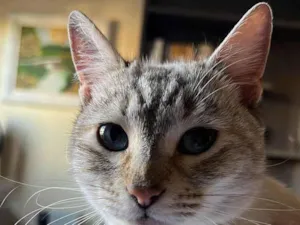 Gato raça SRD-ViraLata idade 7 a 11 meses nome Serena