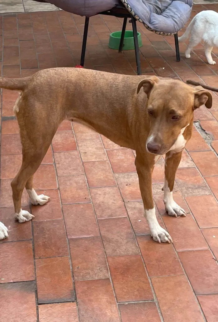 Cachorro ra a Pitbull e Pastor Maremano idade 3 anos nome Kira e Bolt