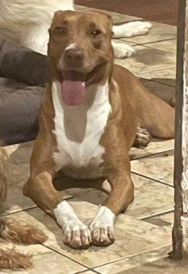 Cachorro ra a Pitbull e Pastor Maremano idade 3 anos nome Kira e Bolt