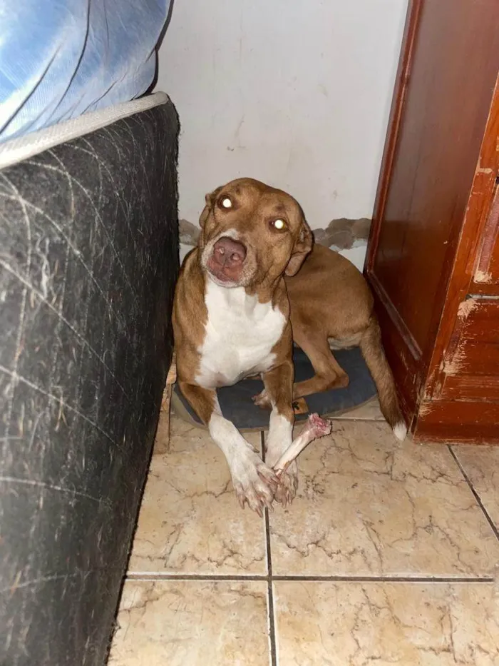 Cachorro ra a Pitbull e Pastor Maremano idade 3 anos nome Kira e Bolt