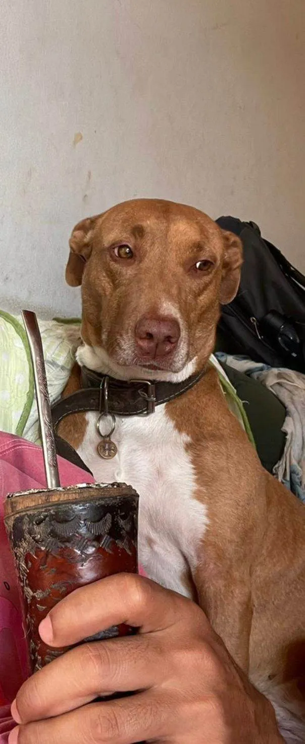 Cachorro ra a Pitbull e Pastor Maremano idade 3 anos nome Kira e Bolt