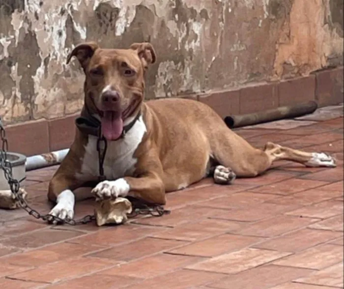 Cachorro ra a Pitbull e Pastor Maremano idade 3 anos nome Kira e Bolt