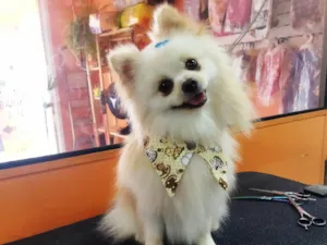 Cachorro raça spitz alemão idade 1 ano nome GRATIFICA - Tico
