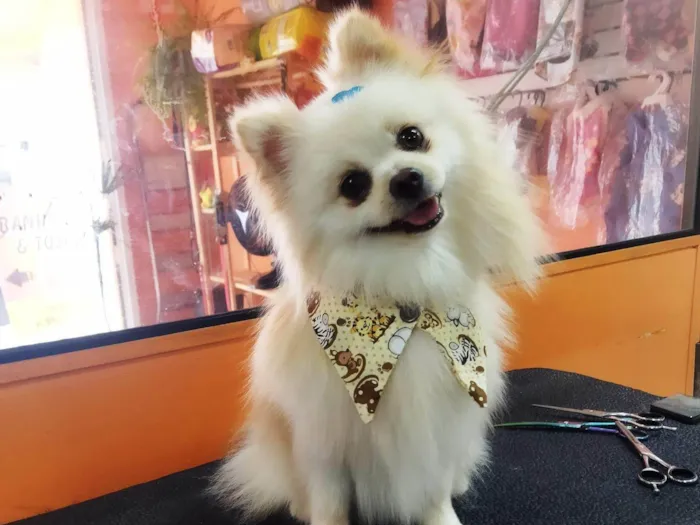 Cachorro ra a spitz alemão idade 1 ano nome GRATIFICA - Tico