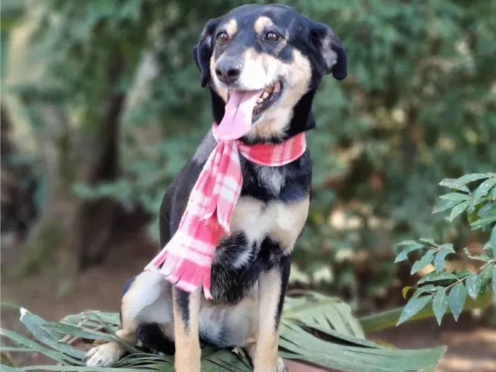 Cachorro ra a srd idade 4 anos nome SARABI