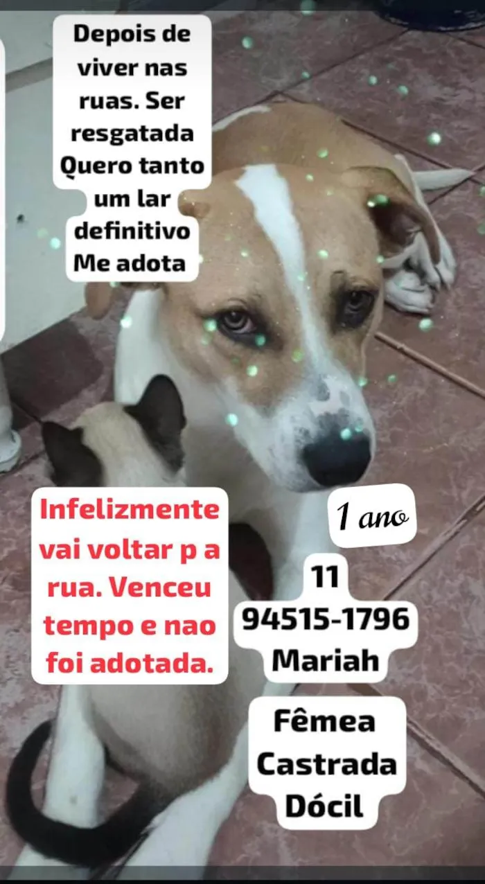 Cachorro ra a SRD-ViraLata idade 1 ano nome Mariah