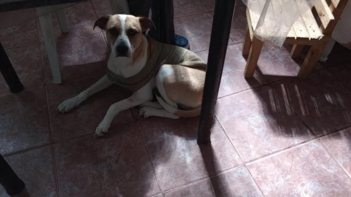 Cachorro ra a SRD-ViraLata idade 1 ano nome Mariah