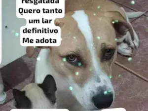 Cachorro raça SRD-ViraLata idade 1 ano nome Mariah