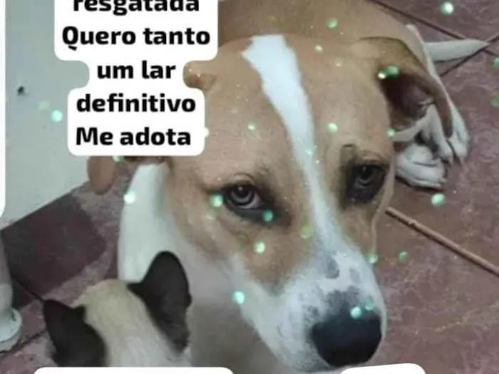 Cachorro ra a SRD-ViraLata idade 1 ano nome Mariah