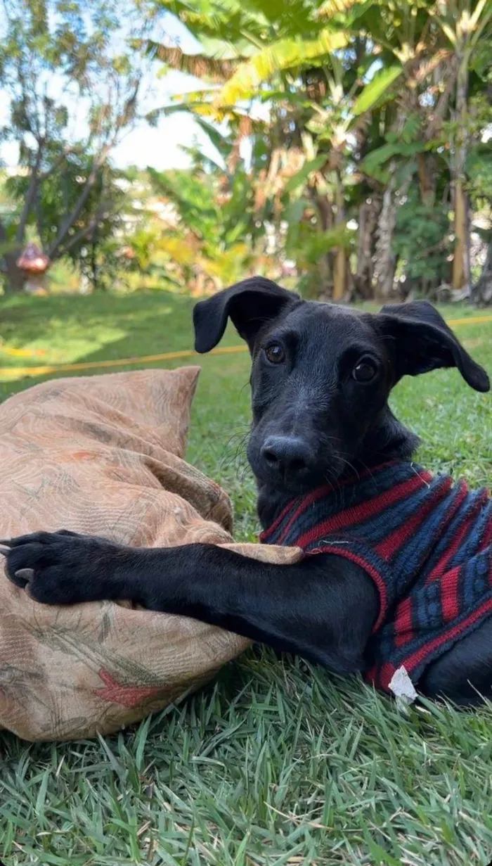 Cachorro ra a SRD-ViraLata idade 2 a 6 meses nome Lucca