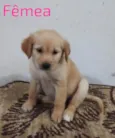 Florzinha