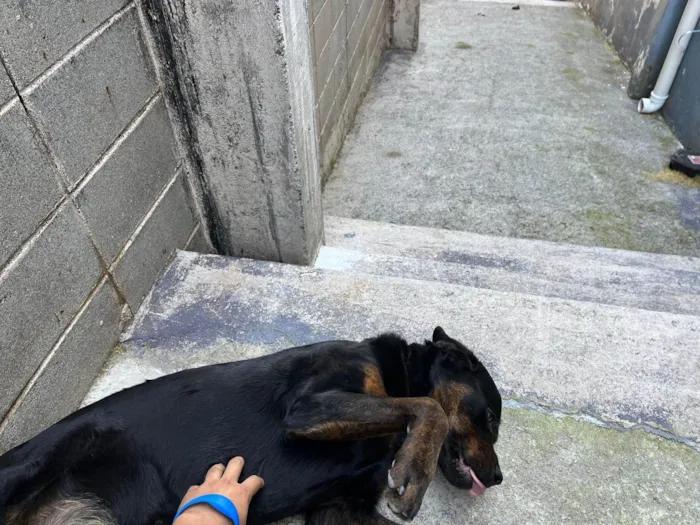 Cachorro ra a Rottweiler idade 7 a 11 meses nome pandora 