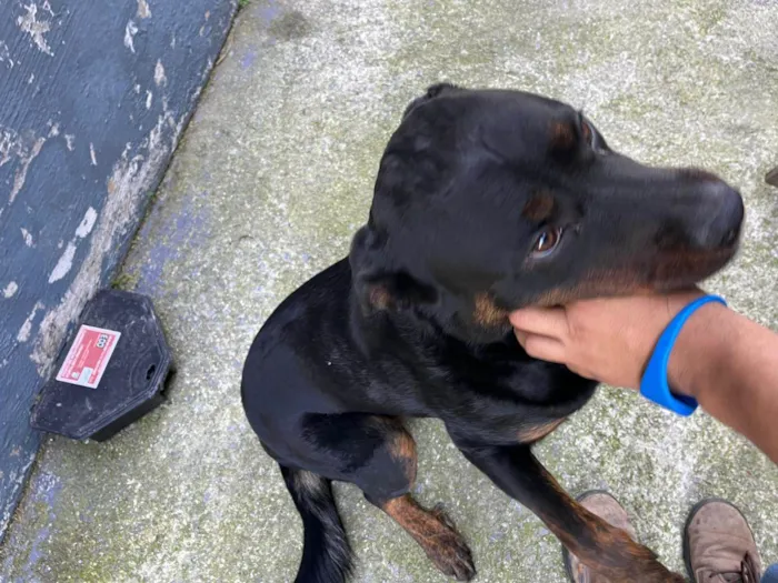 Cachorro ra a Rottweiler idade 7 a 11 meses nome pandora 