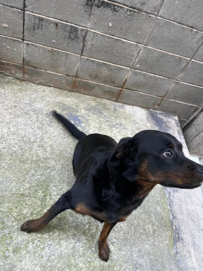 Cachorro ra a Rottweiler idade 7 a 11 meses nome pandora 