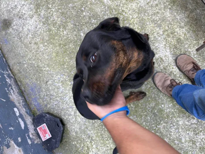 Cachorro ra a Rottweiler idade 7 a 11 meses nome pandora 