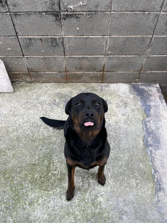 Cachorro ra a Rottweiler idade 7 a 11 meses nome pandora 