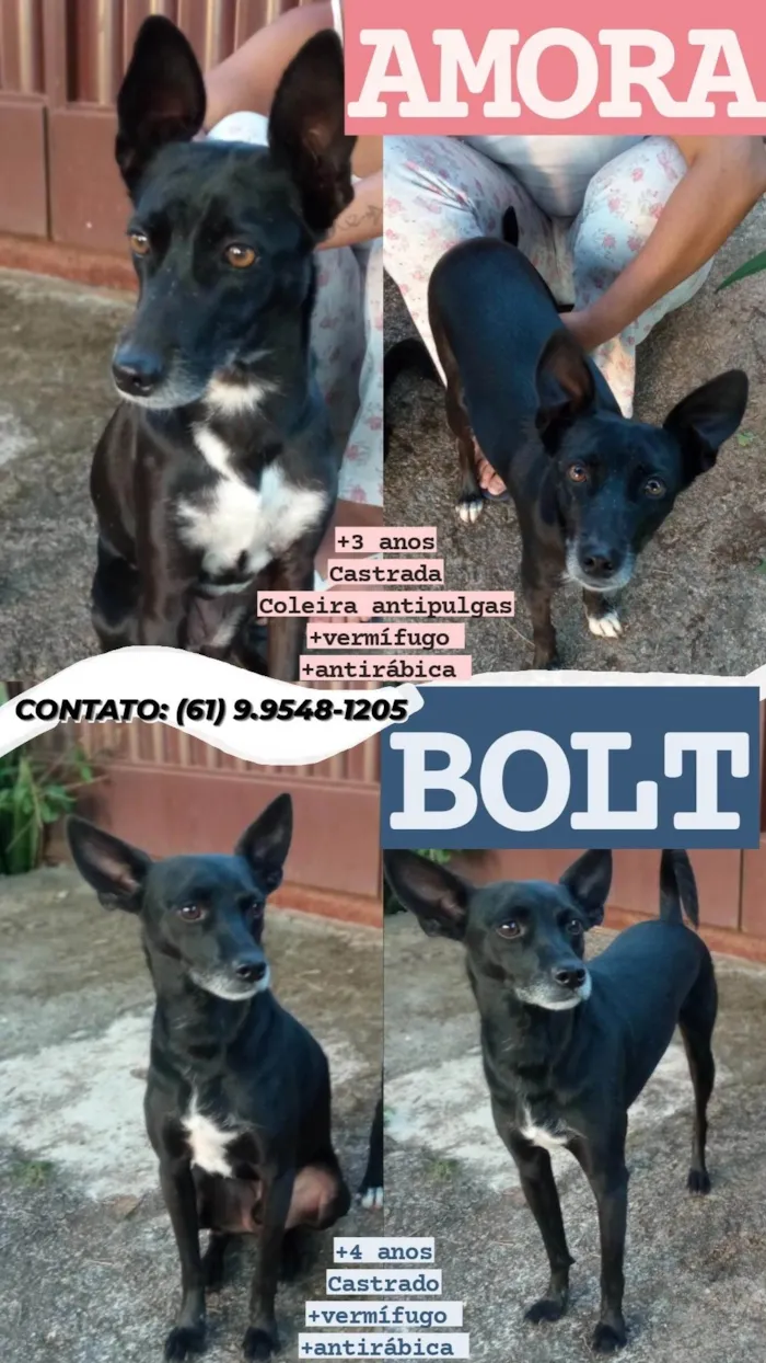 Cachorro ra a SRD-ViraLata idade 3 anos nome Amora e Bolt