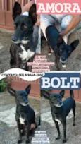 Amora e Bolt
