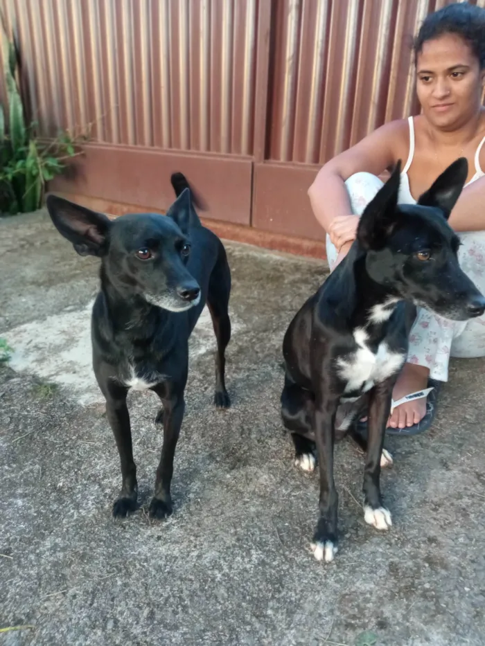 Cachorro ra a SRD-ViraLata idade 3 anos nome Amora e Bolt