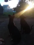 Amora e Bolt